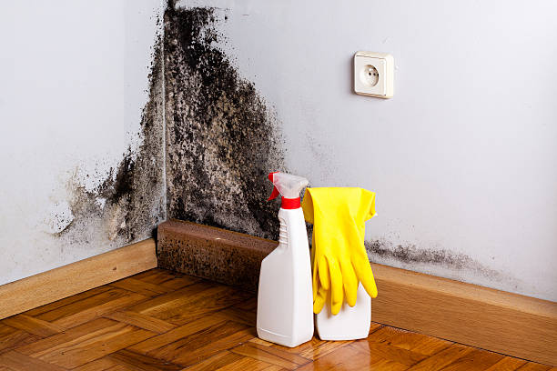 Best Certified Mold Removal  in Socastee, SC