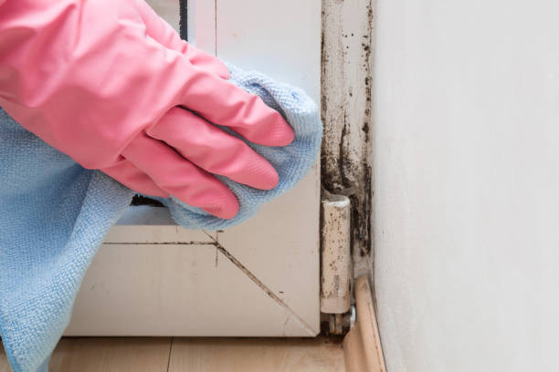 Certified Mold Removal in Socastee, SC
